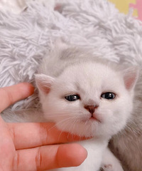 С�ɰ����¼�