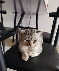 布偶猫