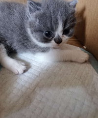 蓝白小猫找家长