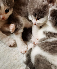 蓝白小猫找家长