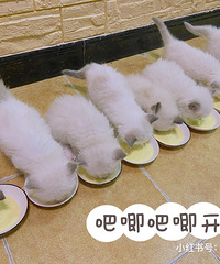 布偶猫
