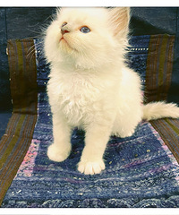布偶猫