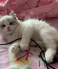 �Լ����ĺ�ɽ˫��żСè�䣬�ͼ۳�