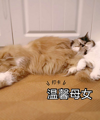 �ӷƳ�ĸת�ã�������