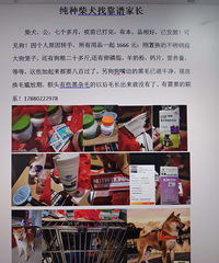 纯种柴犬找领养
