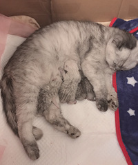 �����㱦������è��Ԥ���Ż�