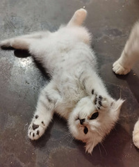 �Լ�С��èѰ���¼�