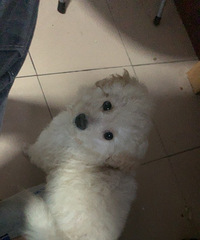 给小比熊寻一个主人ps不要钱