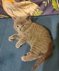 头胎!头胎!家养小猫咪出售!1000-1500元,四公一母