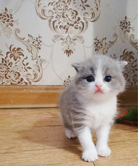 头胎!头胎!家养小猫满月拉!