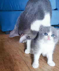 ͷ̥��ͷ̥������Сè��������