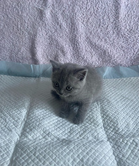 爱猫人士看过来!
