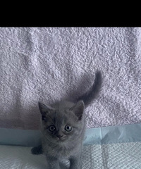 爱猫人士看过来!