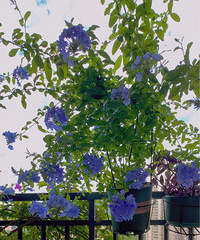 ������ȯ ����