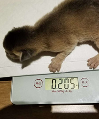 两只小公猫,蓝灰色的阿比西尼亚品牌