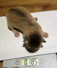 两只小公猫,蓝灰色的阿比西尼亚品牌