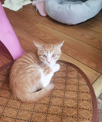 橘猫免费领养