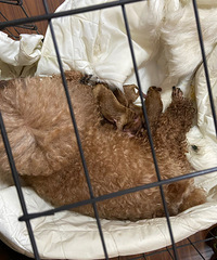 �Լ����������̡�