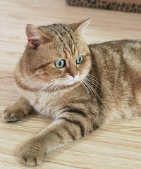 �𽥲�𻢰ߵܵ�����