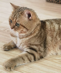 �𽥲�𻢰ߵܵ�����