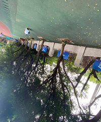 �����СҶ��