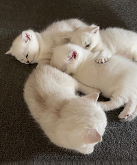 ������Сè�����¼�