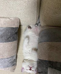 ������Сè�����¼�