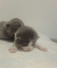 ���Ҽ�èè�����˿�