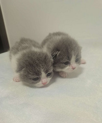 ���Ҽ�èè�����˿�