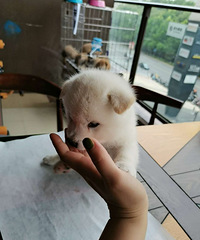 ��Ȯ����