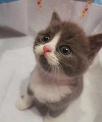 ����è�����Ķ��磬�ͼ۳�