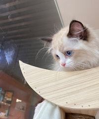 ������ż���۸�����