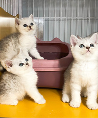 �Լҽ������ı������¼ҿ�