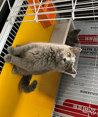 �Լ�èè������è�������˳���