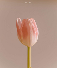 ת��̩����������ѵ��