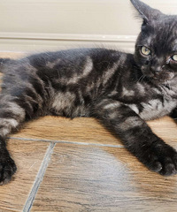 ��è�����ܵ��޳�����