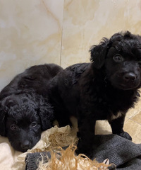 С����������¼�