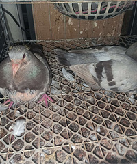 ��Ʒ�����һ��70