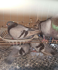 ��Ʒ�����һ��70