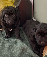 �г���������