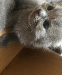 ������è���ڶ�̥Ԥ����