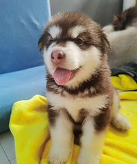 ��������˹��