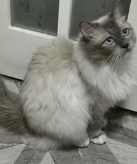 ��û��ϲ��è��ģ�