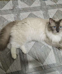 ��û��ϲ��è��ģ�