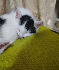 �Լ�Сè��������