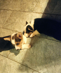 �Լҿ»�С���� Ѱ�����ι����������