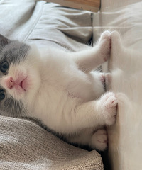 ���׵ܵ��Ҳ�ʺ����