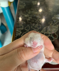 ��ë��˿�ܵܵ�