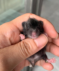 ��ë��˿���������