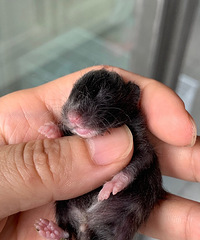 ��ë��˿���������